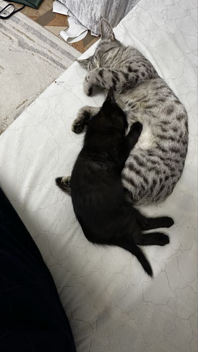 Отдам в добрые руки самец