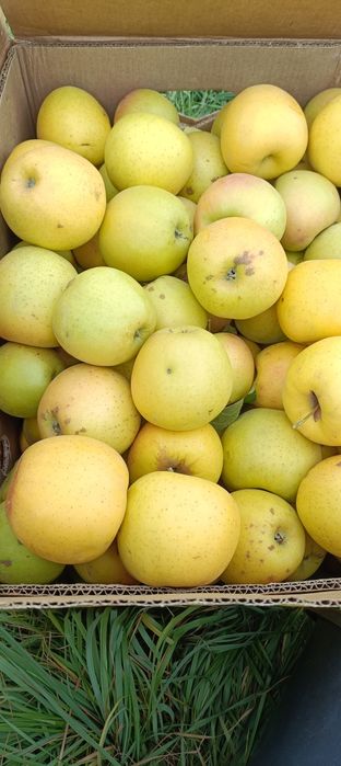Продам яблоки золотой