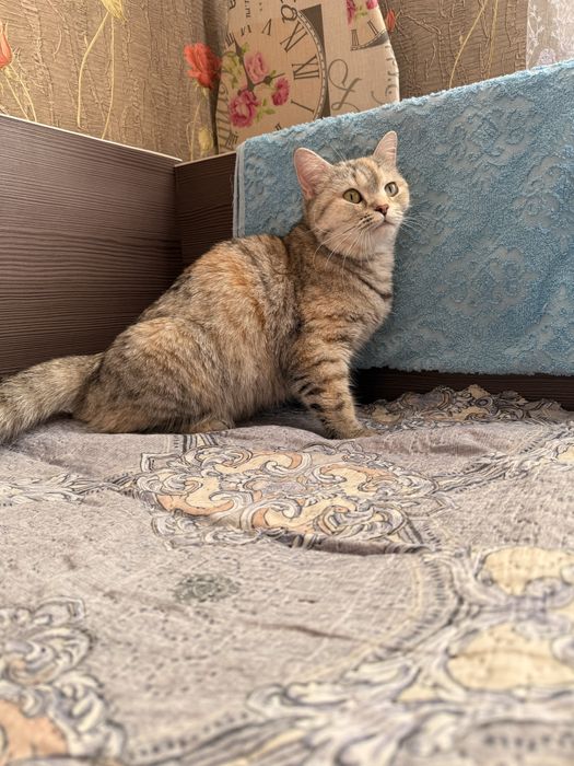 Кошка шотладская