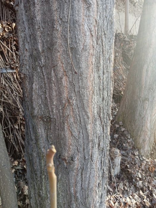 Qurilish uchun terak sotiladi