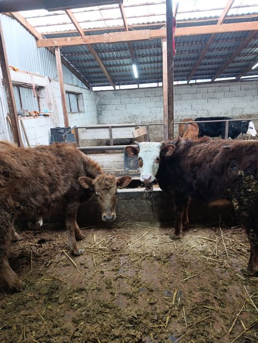 Продаются годовалые тёлки