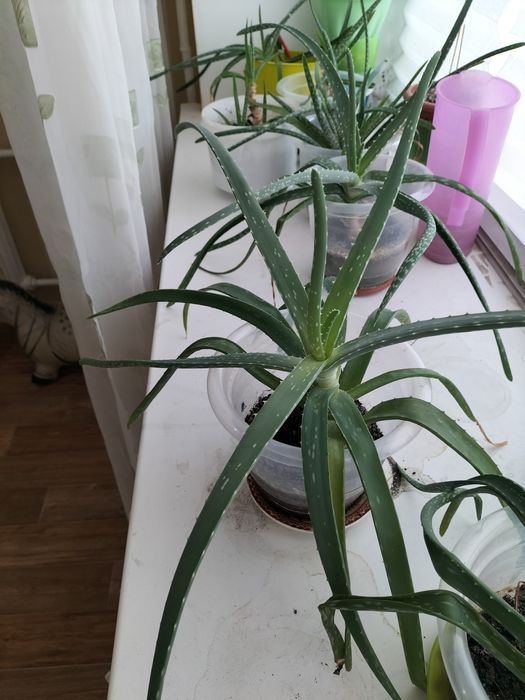 Алое вера лечебное