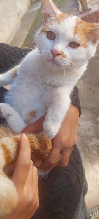 Кот мульти дружелюбный без породы