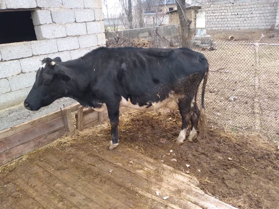 Сиыр сатылады корова
