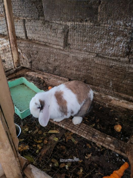 Quyon sotilad sog'lom