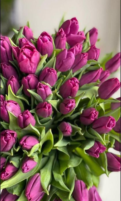 Тюльпаны в розницу по 400тг