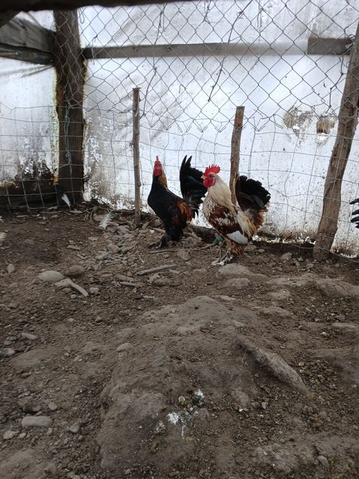 Cocoși pitici de vânzare