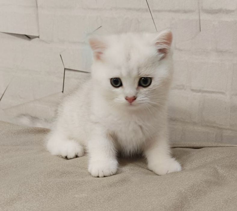 Продаются котята