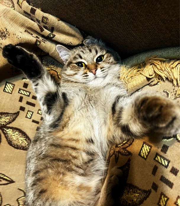 Пухлая красавица в хорошие руки