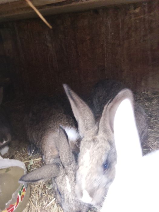 De vânzare iepuroaica montată întro săptămână și 4 pui de două luni