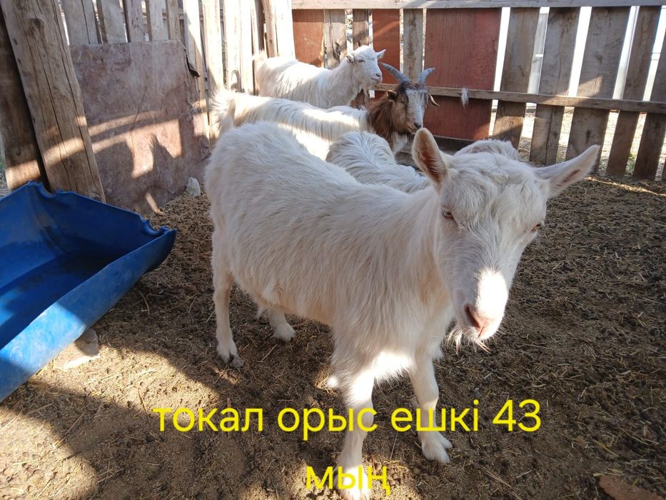 Ешки сатылады 11бас ургашы 2 бас теке