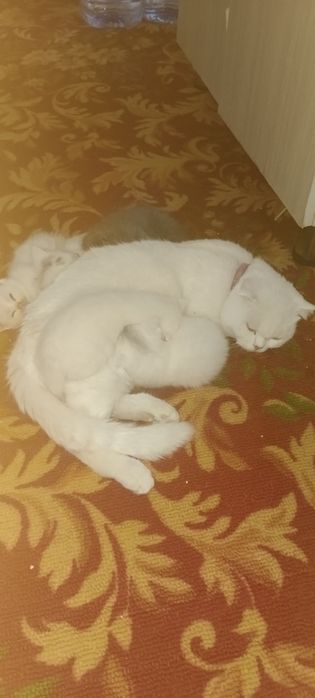 Отдадим в хорошие руки