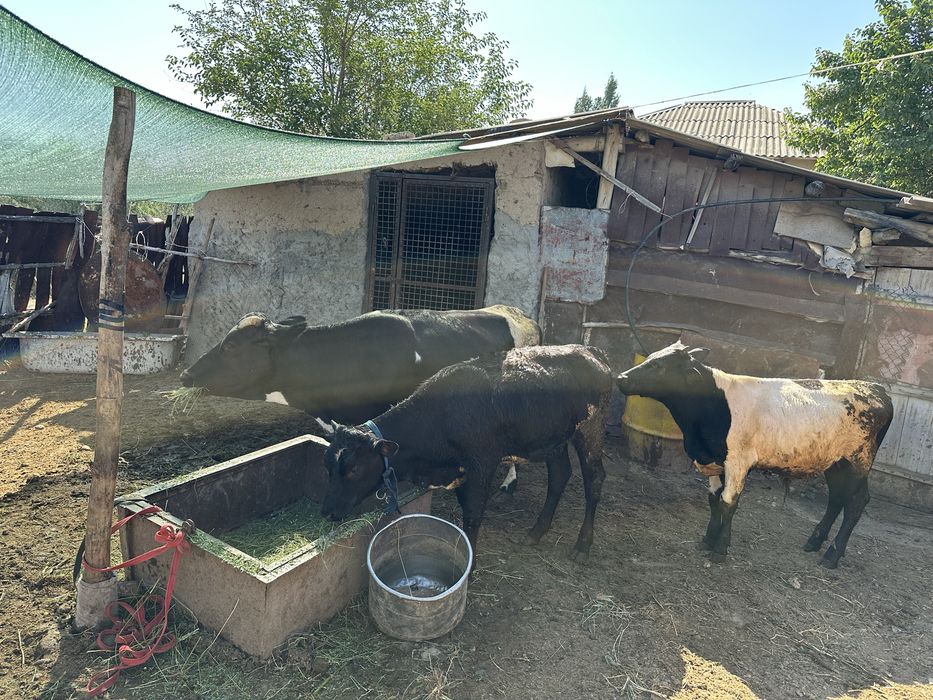 Продам корову телку бычка