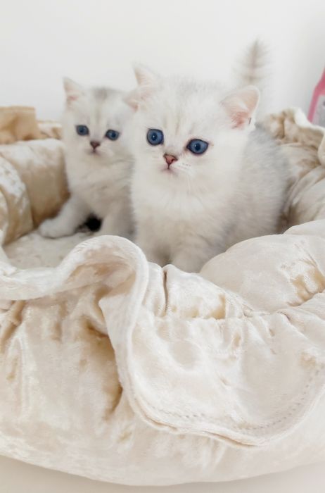 Британские котята