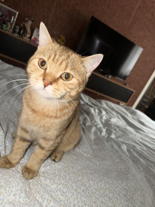 Британец прямоухий