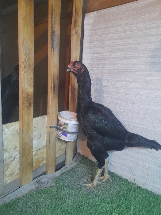 Бойцовы мекен тулек