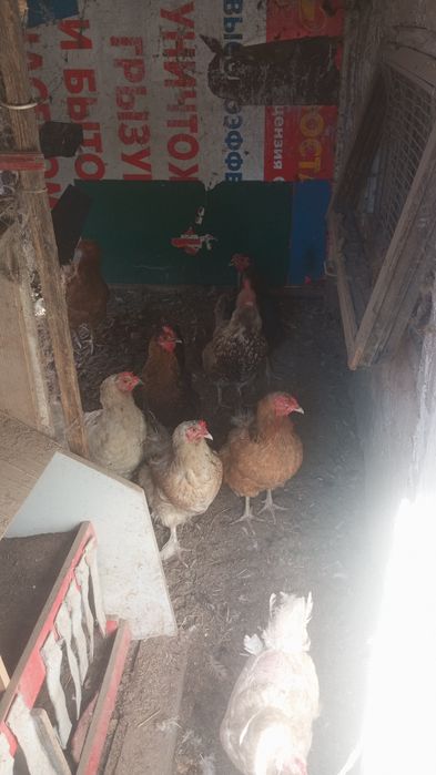 Продаются петух и курочки