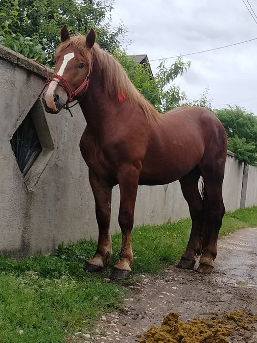 Cârlan de 3 ani de vânzare accept orice proba