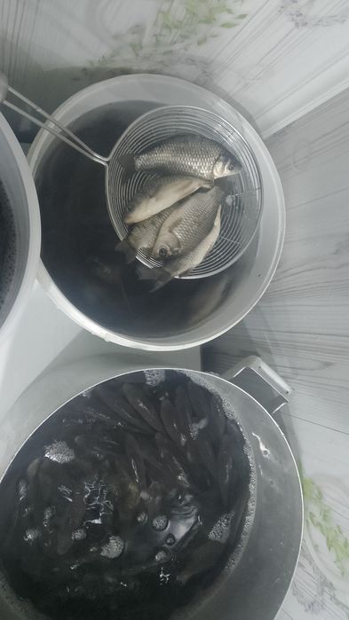 Живец Малек Карась