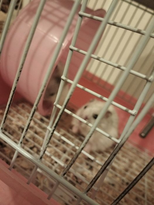 hamsterii pitici