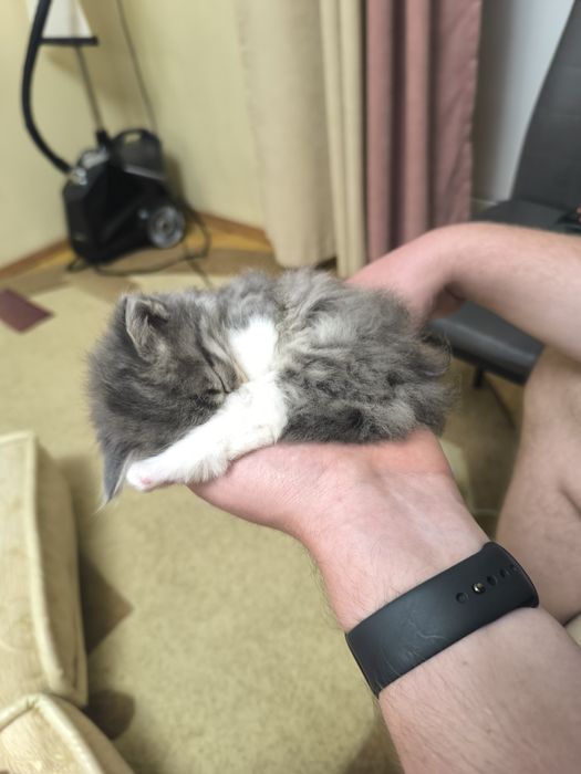 Котёнок пушистый