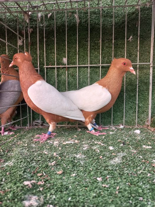 porumbei bronzati arhangheli