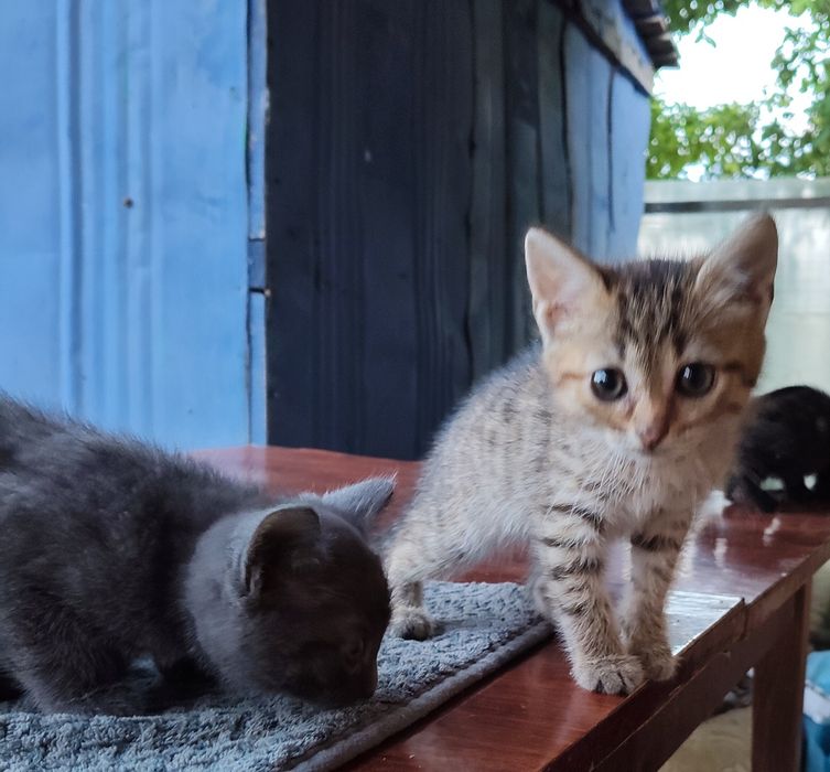 Отдам котят в хорошие руки