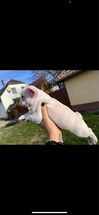 Bulldog francez platinum