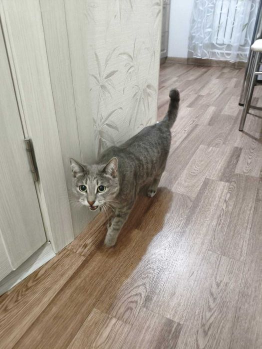 Помогите найти любимого кота!