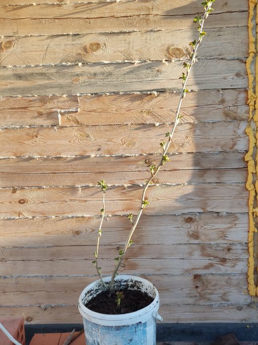 Продам саженец чёрной смородины