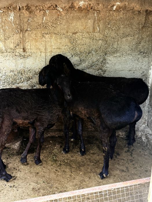 Қошқар гиссар кошкар