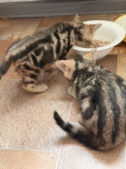 Котята породы скоттиш страйт 2мес