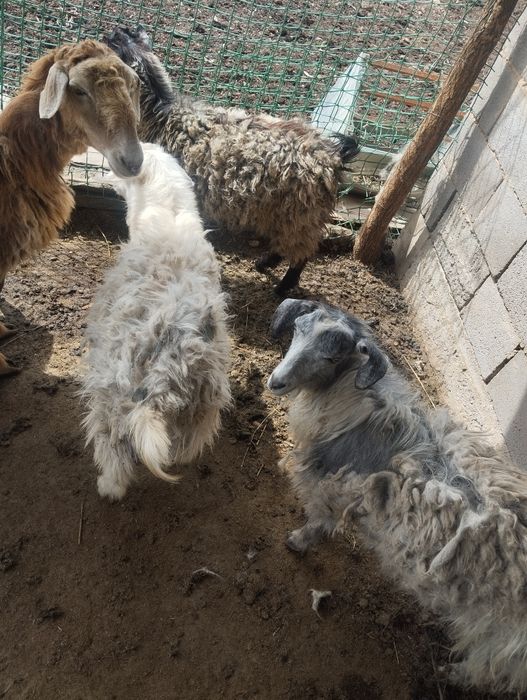 3серке сатылады узынағашта тур