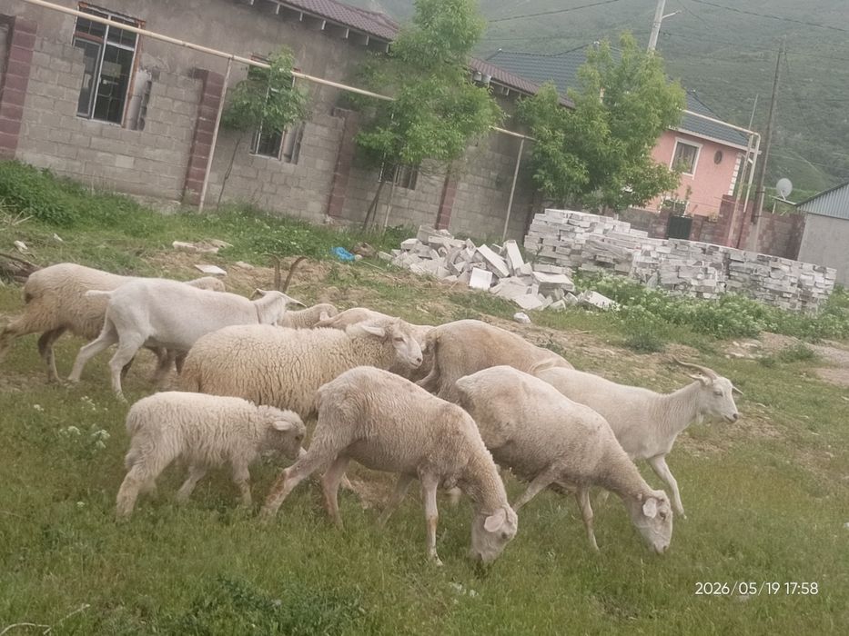 Продам баранов и козлов