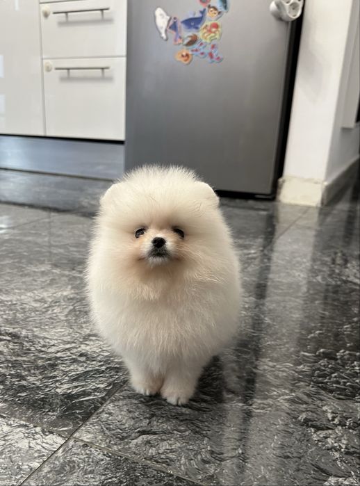 cățeluș  Pomeranian FCI