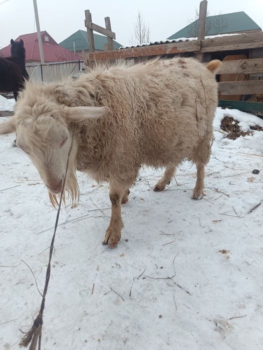 Теке 2жасар семіз