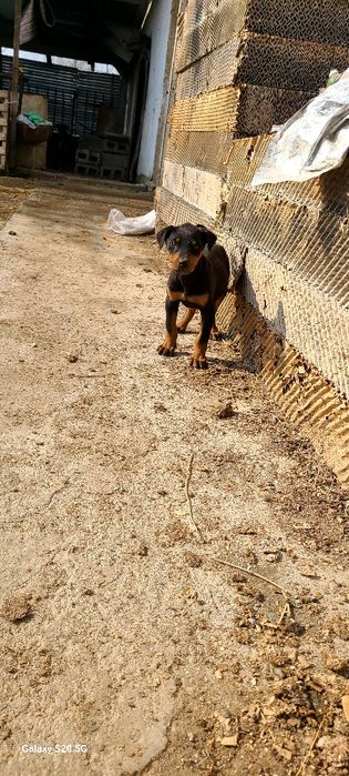 Доберман боласи сотилади тоза кон   40 кунлик булди