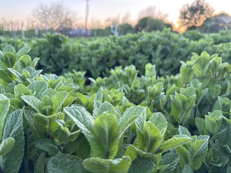 Menta olandeza fresh!