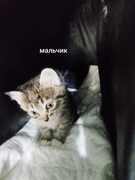 Отдам котят помесь бобтейла