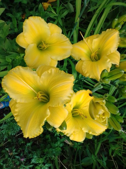 Лилейники сортовые