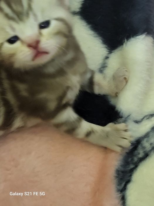 Продам шотландский котят.