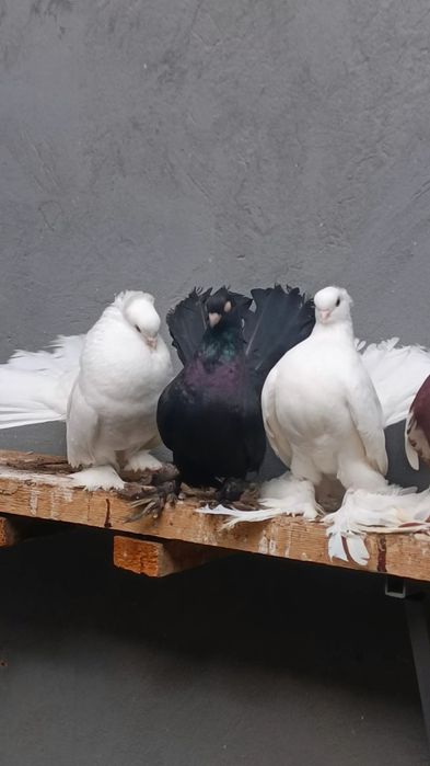 Продаются статные голуби