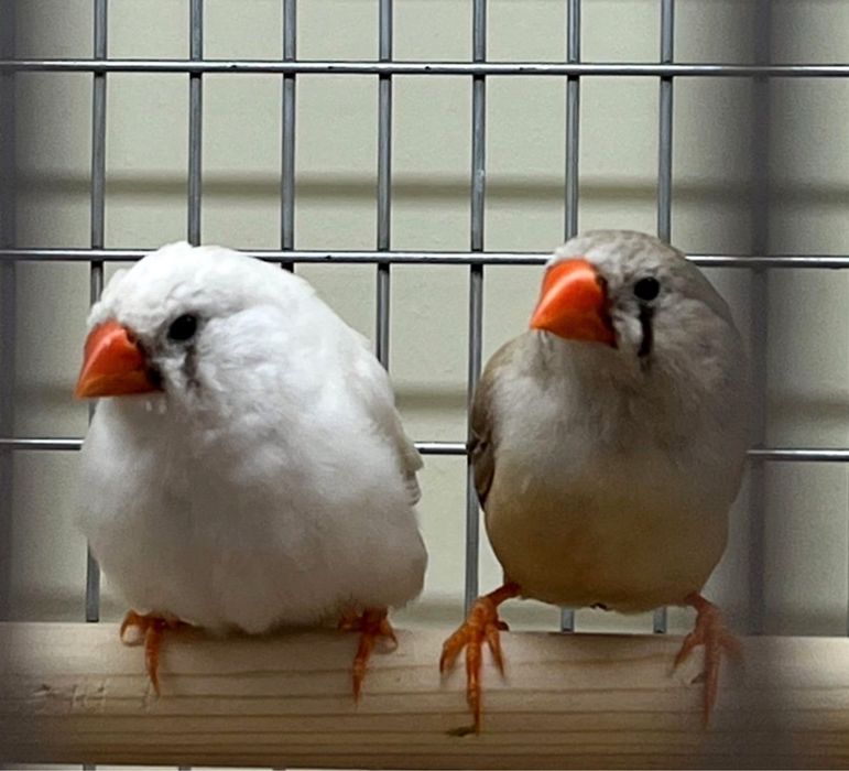 Продаю Амадины Пара 100.000