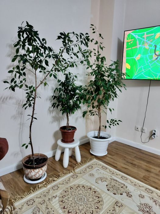 Продается Фикус Бенджамин