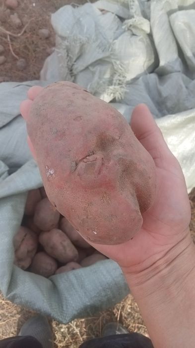 Продам свежую картошку