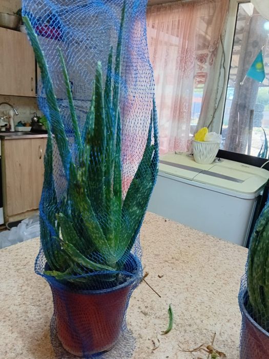Продам 5 летний алоэ