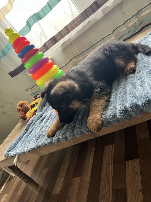 Щенки немецкой овчарки