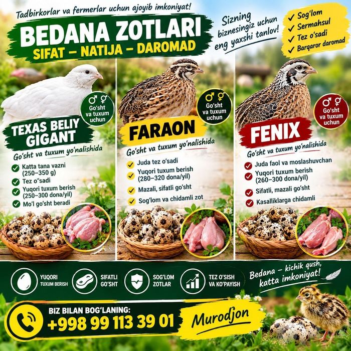 Bedana gosht yonalishda
