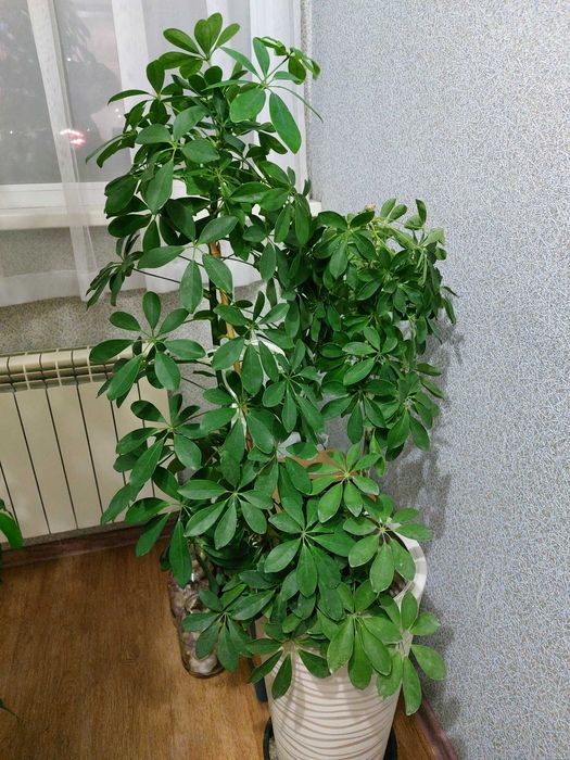 Цветок домашний с горшком