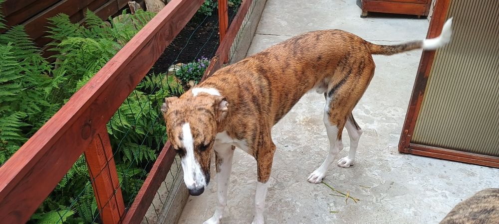 Adopție cățel metis ogar